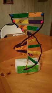 Dna Model Project Dna Model Project In 2020 Dna Model Project Dna Project Dna Model