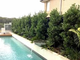 laurus nobilis bay tree bay tree laurus nobilis bay laurel tree