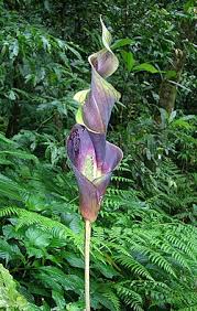 Image result for Lasimorpha