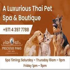 Check spelling or type a new query. Best Pet Shops In Dubai Uae List Of Pet Shops Uae