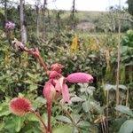 Image result for Clappertonia ficifolia