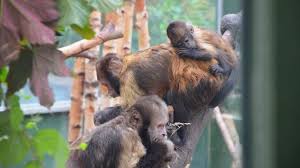 Andere termine sind nach vereinbarung. Koeln Magazin Kolner Zoo Zoologischer Garten Koln
