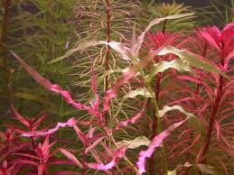 Image result for Murdannia tenuissima