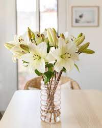 We did not find results for: Quali Sono I Migliori Fiori Per Un Uomo Consigli Per Il Regalo Perfetto Colvin