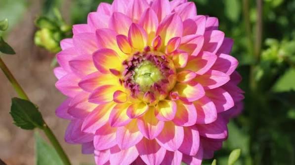 35 Flowers That Will Bloom All Season Long – Botanical Interests