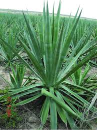 Image result for Agave sisalana