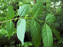 Have you read house of leaves? Black Ash Natural Resource Stewardship