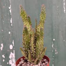 Image result for Opuntia monacantha