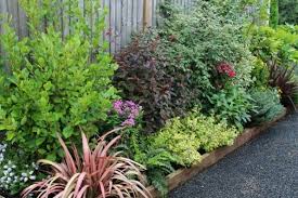 Homebase Evergreen Collection Evergreen Garden Garden Shrubs Evergreen Garden Border Plants