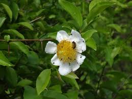 Image result for Homalium abdessammadii