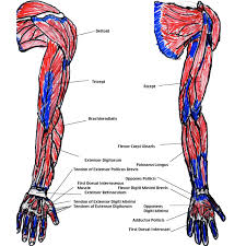 Arm muscles can also be classified by their compartments or regions. Muscles Of The Arm Diagram Modernheal Com