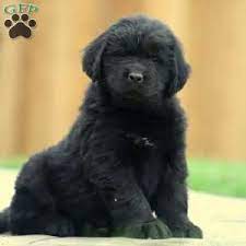 Choose a puppy from a reputable, accredited breeder and avoid the puppy farmers. Newfoundland Puppies For Sale Greenfield Puppies