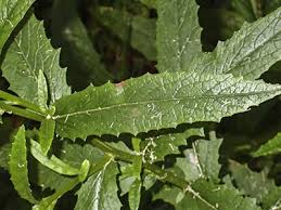 Image result for Senecio latifolius