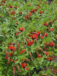 Image result for Cuphea llavea