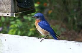 Blue Bird With Spiky Hair Images Of Birds Of Kentucky Google Search Blue Bird Birds Species