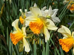 You may have heard that some common medicines work for people and cats. 24 Plants Poisonous To Dogs And Cats Garden Design