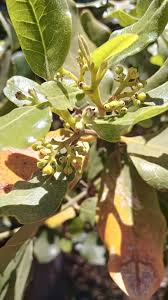 Image result for Beilschmiedia michelsonii