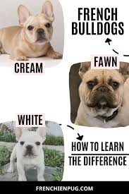 Black And White Frenchie Puppy Cream Vs White Vs Fawn French Bulldog How To Distinguish Their Characteristics Mini French Bulldogs Frenc Cute Dog Memes Cute Funny Dogs Cute Cats And Dogs