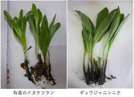 イヌサフランと行者ニンニクの違いは 見分け方やお取り寄せについても 日々の出来事に一隅を照らす