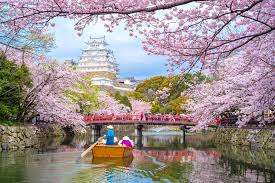 A cherry blossom is a flower of many trees of genus prunus. Japan S Stunning Cherry Blossoms Are Set To Bloom Early This Year Lonely Planet