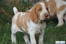 Image result for italský krátkosrstý ohař