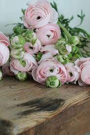Huset Ved Fjorden Beautiful Flowers Flowers Pretty Flowers