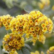 Buddleia Sungold Yellow Flowering Buddleia Butterfly Bush Shrubs Yellow Flowers