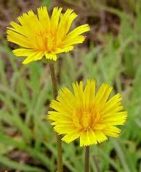 Spalam usor florile de papadie in apa rece. Papadia In Mancare Ceaiuri Si Remedii Naturiste Diane Ro