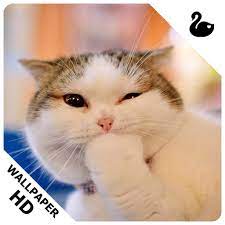 Please contact us if you want to publish a cute cat wallpaper on our site. Cute Cat Wallpapers Amazon Co Uk Apps Games