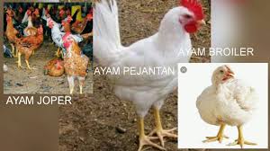 Perbedaan Ayam Pejantan Ayam Broiler Dan Ayam Joper Jowo Super Youtube