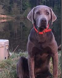 There are many labrador breeders in colorado offering a great deal of lab retriever. Alabama Black Belt Silver Labs Home Facebook