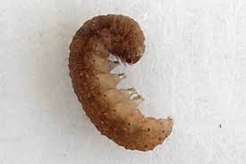 Kleine Braune Eulenraupe Bild