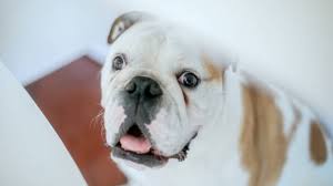 12.08.2019 · here are some of the most common signs of cancer in dogs and the types of cancer that cause them. Dog Skin Cancer Types Signs And Treatments