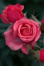 Pin By Erzsi Muranyi On Roses In 2020 Hybrid Tea Roses Beautiful Rose Flowers Hybrid Tea Roses Garden