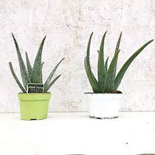 Questa pianta grassa è in grado di vivere anche in condizioni di siccità e potrebbe terriccio di invasatura per cactus o una miscela fatta in casa di sabbia, ghiaia e terra. Pianta Aloe Vera Vaso 14cm Utensili Per Il Giardinaggio Giardino E Giardinaggio Aaaid Org