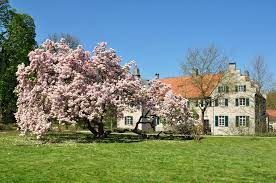 One of dortmund's largest garden. Meine Lieblingsmagnolie Dortmund West