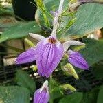 Image result for Brillantaisia cicatricosa