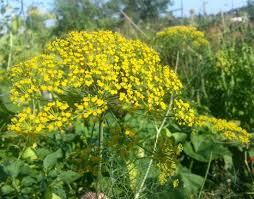 Excess fertilizer can also cause dill to turn yellow. Bolted Vegetable Flower Arrangements In The Garden Mother Earth Living