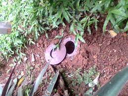 We provide professional pest control and exterminating services in orleans parish and surrounding areas including great svc. Brans Pest Control Llc
