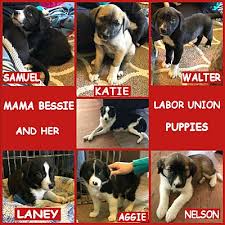 Buy border collie puppies and get the best deals at the lowest prices on ebay! Corning Ca Border Collie Meet Mama Bessie S Puppies A Pet For Adoption