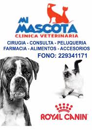 Clínica Veterinaria Yo, Mascota