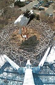 Wir haben einige bauarbeiten im garten vor. Bad Salzungen Storche Auf Dem Bad Salzunger Bohrturm Bruten Bad Salzungen Insudthuringen