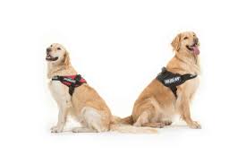 Julius K9 Idc Dog Power Harness 6 Top Reasons For Using A Harness