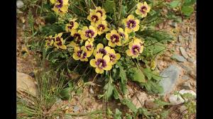 Image result for ostruhatka