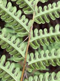 Image result for Pteris tripartita