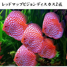 ディスカス ペア 通販