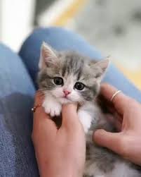 Why Doesn T My Cat Like To Be Picked Up Or Held Kediler Some Cats Scare Easily If Your Cat 2020 Kediler Ve Yavrulari Sevimli Kedi Yavrulari Hayvan Yavrusu
