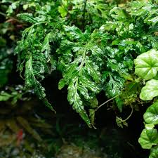 Image result for Bolbitis