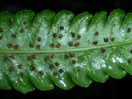 Image result for Pneumatopteris