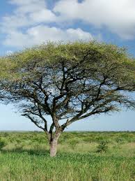 Image result for Acacia borleae